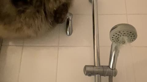 Siberian Cat Perches On Shower Rod