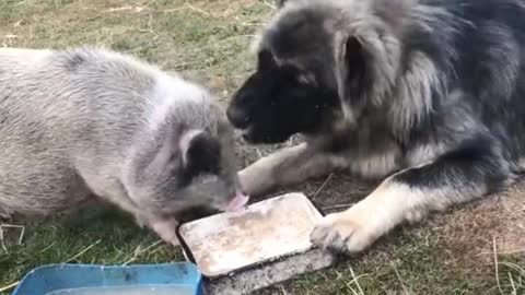 dog and pig 😅😅 😅