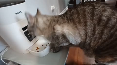 Adorable Appetite