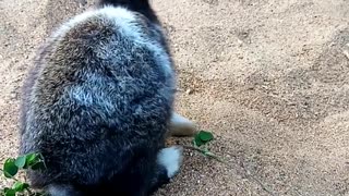 🐇🥕🐰Loving Cute Rabbit 🐰🥕🐇