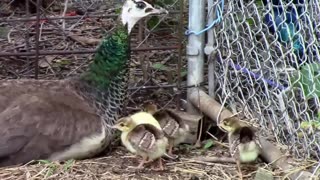 What Baby Peacocks Look Like - Peachicks