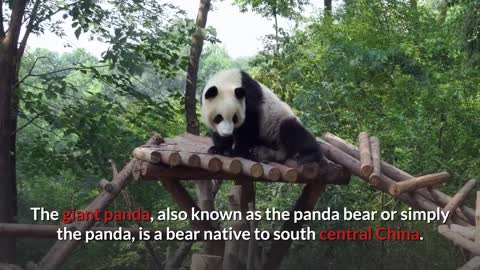 Giant Panda