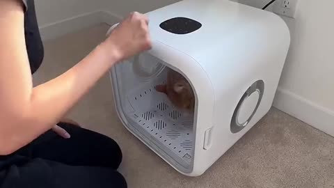 cat don't want to bath