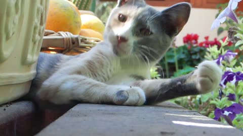 Cat sleeping, yawning and drinking in slow motion