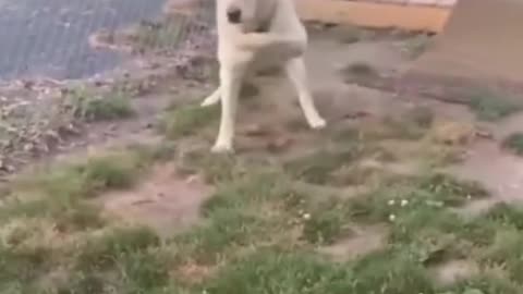 Funny Videos,cats and dogs #funnyvideos#cat #dog #pet #funny_videom