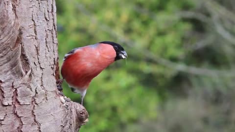 Relaxing Music with Birds Singing - Beautiful Piano Music & by meditation and relax