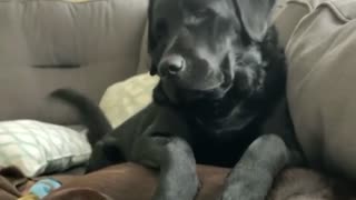 Pesky Pup Really Wants Doggy Best Friend To Play With Her