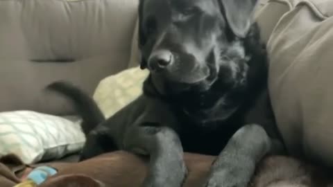 Pesky Pup Really Wants Doggy Best Friend To Play With Her