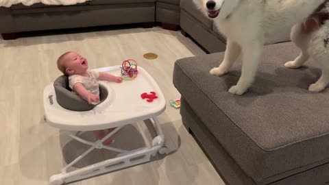 Baby Laughs at Dog Running On Couch