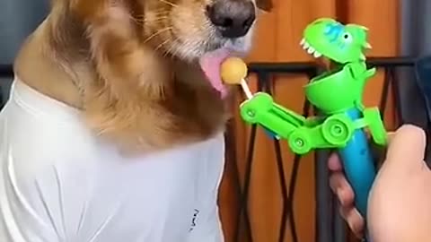 Dog tasting lollipop