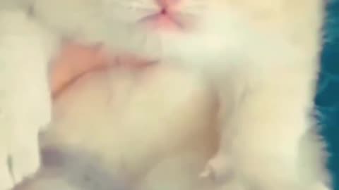 Cute Cat Funny Moments