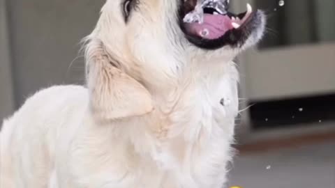 If you control your laugh, you are so brave. Funny dogs video collection.