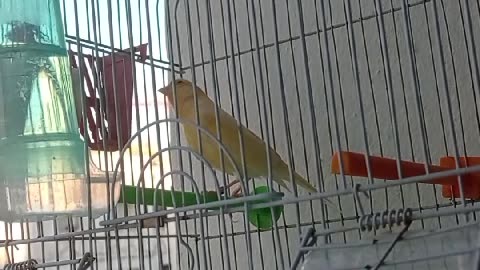 Green canary bird singing