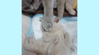 Mother cat and kitten have full-on conversation together