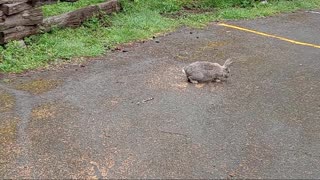 Cotton tail rabbit in a park