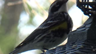 Yellow-rumped warbler