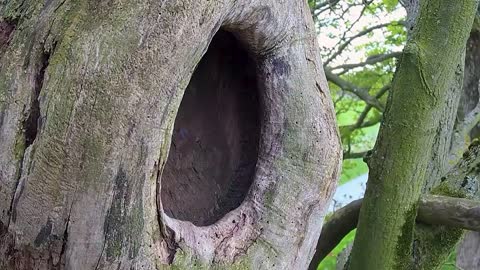 Kestrel Chicks All Alone After Mum Disappears-5