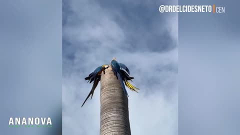 Real-Life Pecking Order Over Top Nesting Spot