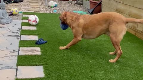 Labrador Sneakily Steals Dad's Hat