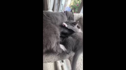 Cat literally holds down rescue kitten to give him kisses