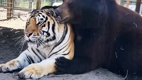 Bear And Tiger Best Friends, AMAZINGLY ADORABLE