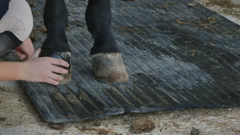 The process of painting the horse's hooves with black paint