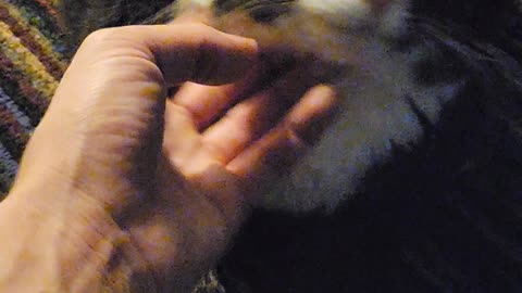 Cat begs for food gets scratches instead