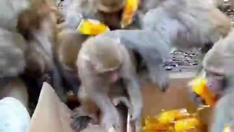 🐵The Wackiest Animal Moments Caught On Camera😂 | Animals LOL Moments #funnyanimals #shorts