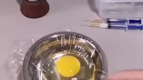 How a Chick born from a Egg