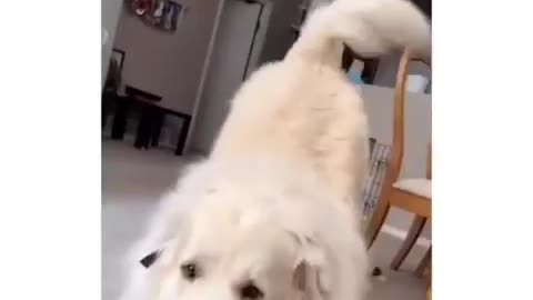 Super funny dog