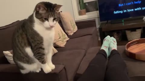 Sweet cat just realized it's owner is pregnant.
