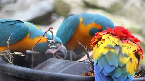 Amazing Love Bird Parrot Video