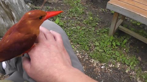 アカショウビン 日光市中三依