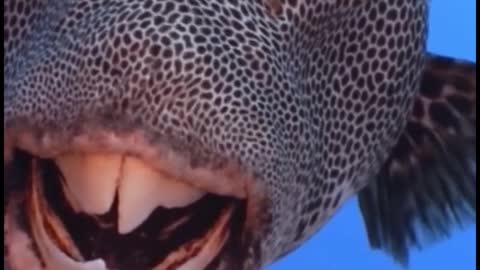 Can you tell what kind of fish this is? These sharp teeth