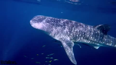 Hewan Laut Paling Besar Dan Menakjubkan Di Dunia --- Fakta Unik Hewan