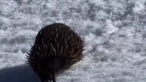 Echidna Crossing: The Adorable Wildlife Parade! 🦔🚶