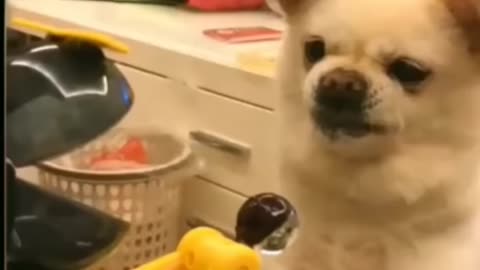 funny dogs reaction