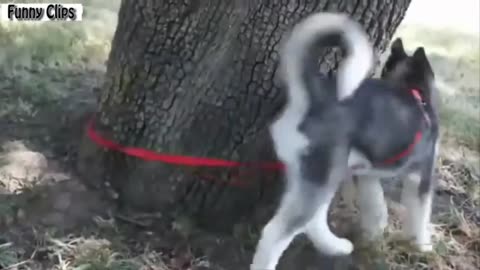 "Hilarious Animals Chasing Their Own Leash - Under Garden Tree and Mirror Stand - Funny Compilation"