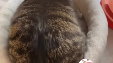 LOL, Latest Funny Cute Cats Videos Trending Cat Shorts Compilations 😺😁😂 -EPS628