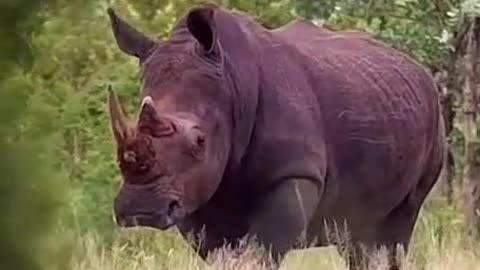 Is this a white rhino? A rhino