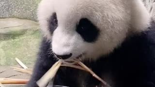 Giant Panda: have you eaten bamboo shoots 🐼