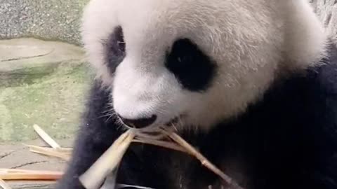 Giant Panda: have you eaten bamboo shoots 🐼