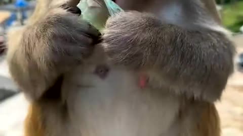 monkey eating jelly