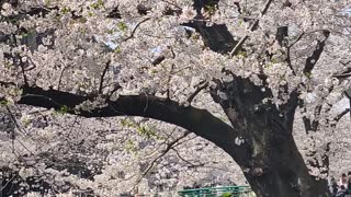 Tokyo, Japan, Naka Meguro, Sakura Blossom 2021