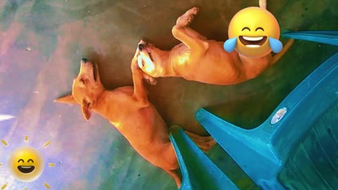 funny dog video