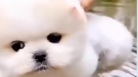 cute puppy on water