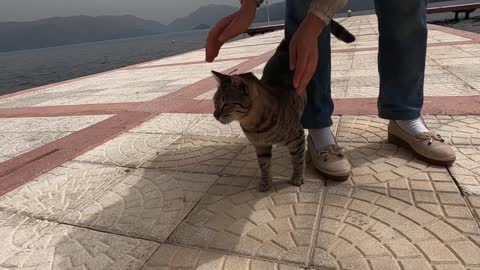 Tabby cat on the pier is so happy to see me again