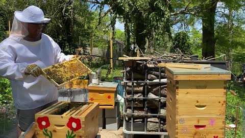 BEE HIVE INSPECTION EARLY SPRING