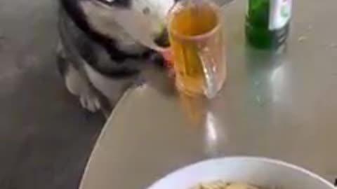 Dog 🐕 drink 🍸 funny 😁 😂 video|| #viral #dog #funny #shorts