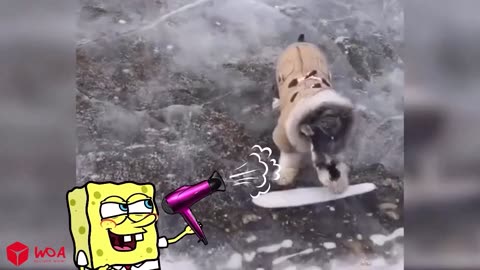 Funny Animals Video #4 😹🐶 Funniest Cats And Dogs Videos - Woa Doodles